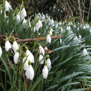 The Strength of Snowdrops – Springtime tips to nourish your liver.